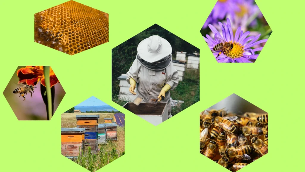 Essential Beekeeping Equipment