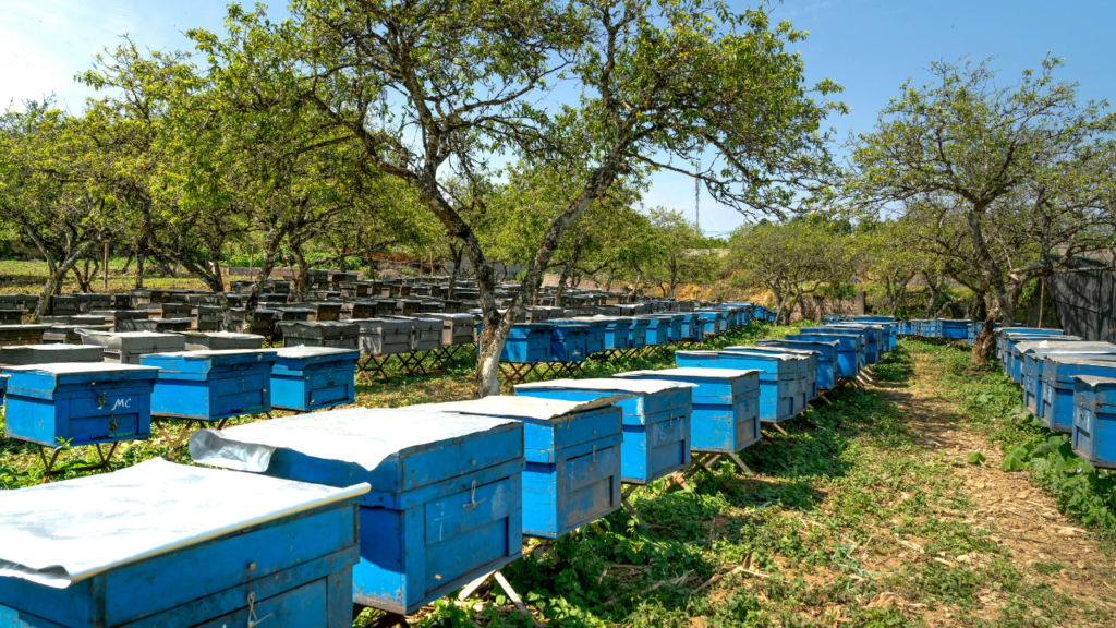 Beekeeping Farm