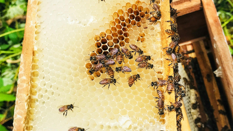 Beekeeping at a Farm